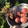 初めての秋採れジャガイモ『アンデス』でイガイガ？　～First fall harvest potatoes "Andes" feel uncomfortable？