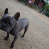 老犬ホームあん｜新人さん レオ^^