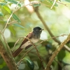 探鳥日記⑤：サンコウチョウとの邂逅