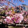 散歩　松戸坂川沿いの河津桜