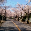 伊豆高原の桜並木へ