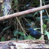 コンヒタキ White-tailed Robin