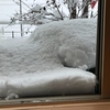 雪が降りました