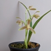 Cymbidium nanulum