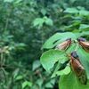 17年周期の蝉、大量発生