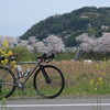桜巡りポタリング