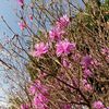庭の千草 ～雑木林にて～