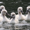 フォト・ライブラリー(529)ときわ公園の白鳥たち