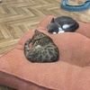 飼えるなら　太々しくても　いいんです(^.^)