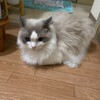 つぶつぶ復活でふくちゃん5キロに回復。そして何度もお風呂入り。