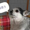 桃惠の薬