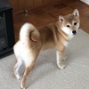 柴犬あきとの生活　133