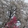 醍醐桜 岡山 見頃 満開は？