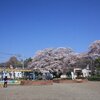 公園の桜が満開です(2023/04/01)