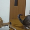 猫がフェイント！おもしろ動画、そんな技もあったんだ！