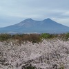  密回避！GW北海道マイカー紀行、その６：噴火湾でハーブ鶏と桜に出会う。