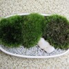 ちょっと気難しい山苔の鉢植え-89