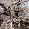 今日は休日　ご近所の嶽駒神社桜満開！お花見に行ってきた！