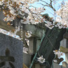 須賀神社・交通神社の桜