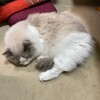 午前中たくさん遊んで、午後はとてもよく眠ったふくちゃん