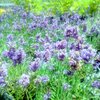 梅雨には青い花が似合う！富山にある２つのラベンダー畑に行ってきた！