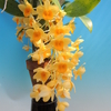 Dendrobium griffithianum　select