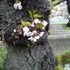 今年の桜