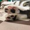 愛猫たちの肉球コレクション（いちご編）