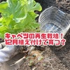 【キャベツの再生栽培】12月畑に植え付け育つのか？