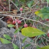 Elaeagnus umbellata　アキグミ