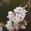 金沢城公園「十月桜」