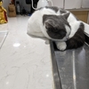 猫店員