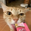 仕事納めの日、やっぱり納会しときたいよね〜？