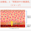 人体実験1回目-わかったこと1-測定器とＣＧＭの血糖値の違いと気を付けること