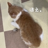 雨田甘夏、省エネです。【猫と堕落と効率事情】
