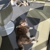 雨田甘夏、省エネです。