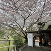脇田温泉「湯の禅の里」で、桜・風呂・美味い飯の猪鹿蝶を堪能する、あるいはメンタンピン