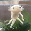 ウーパールーパーの鳴き声 さしみちゃんは行く