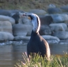 小春日和の池に鳥－浜離宮