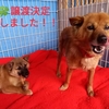 ななみ(母)&つむぎ(娘)に飼い主さんが決まりました✨