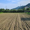 うまいれ（あぜ道）🌲除草