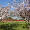 馬見丘陵公園の桜２０２３年（３月下旬～４月初め）