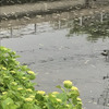 2カップルの鴨と 梅雨前の紫陽花20250604