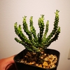 Euphorbia colliculina 成長記(2019.3.12)