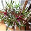 ネオレゲリア　ファイアーボールに花芽？／庭のアジサイ：花芽と開花株
