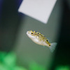 ハチノジフグ Dichotomyctere ocellatus