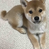 柴犬あきとの生活　11