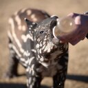カメラ担いだナマケモノのつぶやき