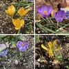 可憐な花が早春を告げる！ ３種のクロッカス　開花記録