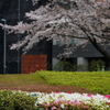 東京六本木桜めぐり⑮桜とツツジの咲く風景編『国立新美術館』